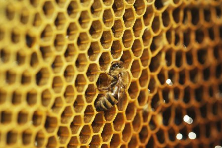Foto de Primer plano de una abeja que trabaja en un panal - Imagen libre de derechos