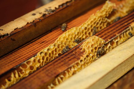 Photo for Close up shot of honeycomb frames and some bees on them - Royalty Free Image