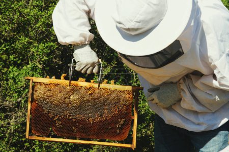 Foto de Apicultor revisando el marco del panal y las abejas. - Imagen libre de derechos