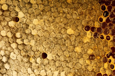 Téléchargez les photos : Plan rapproché d'une texture de fond en nid d'abeille scellée. - en image libre de droit