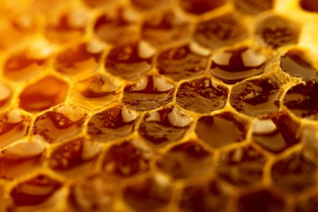 Téléchargez les photos : Gros plan d'une texture de fond en nid d'abeille. - en image libre de droit