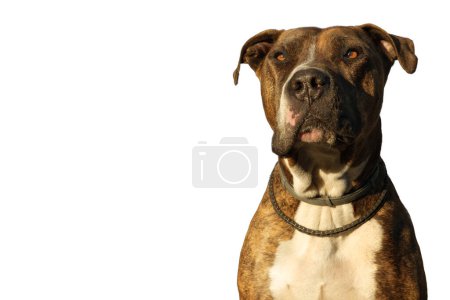 Foto de Portrait of a Pitbull dog on a white background he has a facial paralysis on a white background - Imagen libre de derechos