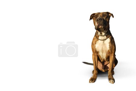Photo for Pitbull dog on a white background he has a facial paralysis. - Royalty Free Image