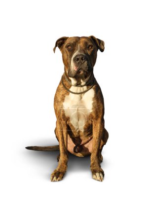 Photo for Pitbull dog on a white background he has a facial paralysis on a white background - Royalty Free Image