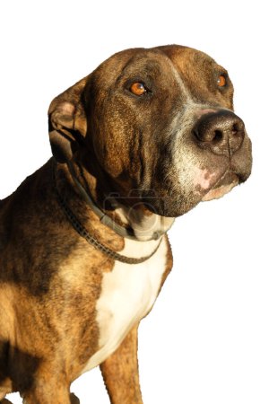 Téléchargez les photos : Portrait of a Pit bull terrier on a white background he has a facial paralysis on a transparent background - en image libre de droit
