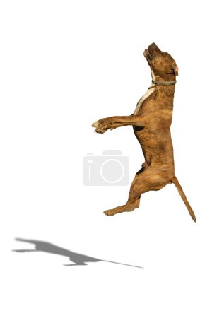 Téléchargez les photos : Jumping pit bull on a white background with shadow. - en image libre de droit