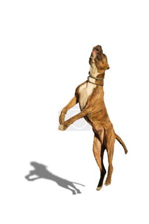 Téléchargez les photos : Jumping pit bull on a white background with shadow. - en image libre de droit