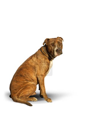 Photo for Portrait of a Pit bull dog on a white background he has a facial paralysis on a white background - Royalty Free Image