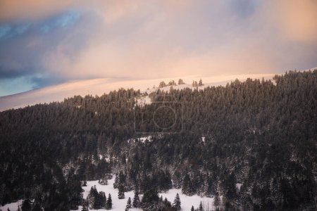 Téléchargez les photos : Pins et neige dans le paysage hivernal
. - en image libre de droit