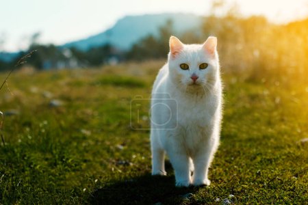 Foto de White fur cat standing in a garden and looking at camera on grass. - Imagen libre de derechos