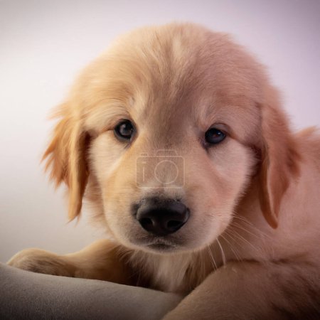 Photo for Close up face shot of a baby golden retriever on a white background with soft lighting - Royalty Free Image