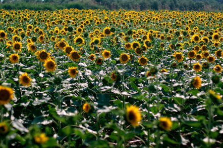 Photo for Landscape view of a sunflower field. - Royalty Free Image
