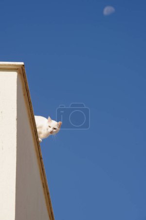 Foto de El gato blanco sobre el techo y sobre el fondo azul del cielo con la luna a la luz del día - Imagen libre de derechos