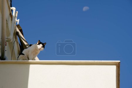 Téléchargez les photos : Chat smoking sur un toit et sur un fond bleu ciel avec lune à la lumière du jour - en image libre de droit