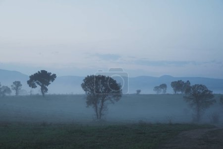 Téléchargez les photos : Vue tôt le matin d'une terre agricole engloutie dans un mystérieux mélange de brouillard et de nuages, créant une atmosphère surréaliste et filmique avec des aperçus d'arbres qui regardent à travers la brume - en image libre de droit