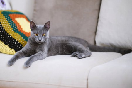 Foto de Un elegante gato azul ruso gris descansa cómodamente en un sofá beige, capturado en un momento sereno. - Imagen libre de derechos