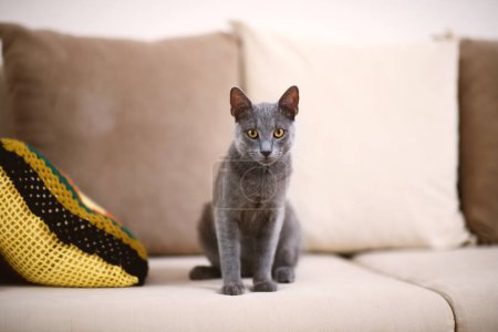 Foto de Retrato cautivador de un gato azul ruso gris en un sofá beige, con un enfoque agudo en sus ojos llamativos en medio de una profundidad de campo poco profunda. - Imagen libre de derechos