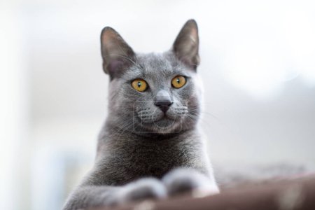 Téléchargez les photos : Gros plan intime d'un chat russe bleu à l'intérieur, accentuant ses yeux bleu profond et sa fourrure bleu argenté avec une faible profondeur de champ - en image libre de droit