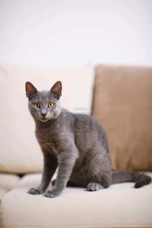 Téléchargez les photos : Portrait captivant d'un chat russe bleu gris sur un canapé beige, avec un accent marqué sur ses yeux saisissants au milieu d'une faible profondeur de champ. - en image libre de droit