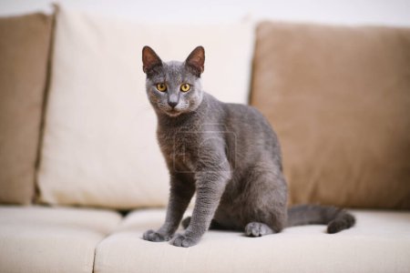 Photo for Captivating portrait of a grey Blue Russian cat on a beige couch, with a sharp focus on its striking eyes amidst a shallow depth of field. - Royalty Free Image