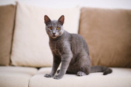 Foto de Retrato cautivador de un gato azul ruso gris en un sofá beige, con un enfoque agudo en sus ojos llamativos en medio de una profundidad de campo poco profunda. - Imagen libre de derechos