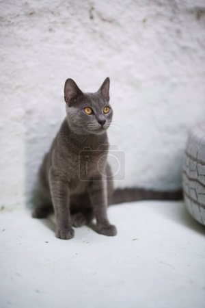 Photo for A poised Russian Blue cat sits next to a decorative white-painted car tire, capturing our attention with its direct gaze against a pure white backdrop - Royalty Free Image