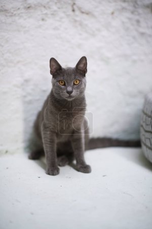Téléchargez les photos : Un chat bleu russe posé à côté d'un pneu de voiture décoratif peint en blanc capte notre attention avec son regard direct sur un fond blanc pur - en image libre de droit