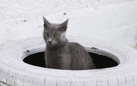 Foto de Un gato azul ruso se sienta perfectamente centrado en un neumático de coche decorativo pintado de blanco, mirando a su alrededor curiosamente, sus ojos fascinantes cambiando de izquierda a derecha contra un telón de fondo blanco - Imagen libre de derechos