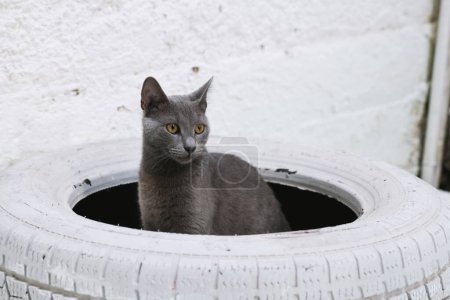 Téléchargez les photos : Un chat bleu russe est assis parfaitement centré sur un pneu de voiture décoratif peint en blanc, regardant autour curieusement, ses yeux envoûtants se déplaçant de gauche à droite sur un fond blanc craquant - en image libre de droit