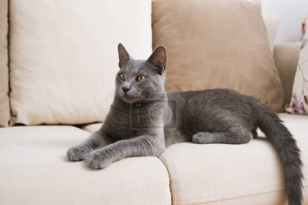 Foto de Un elegante gato azul ruso gris descansa cómodamente en un sofá beige, capturado en un momento sereno. - Imagen libre de derechos