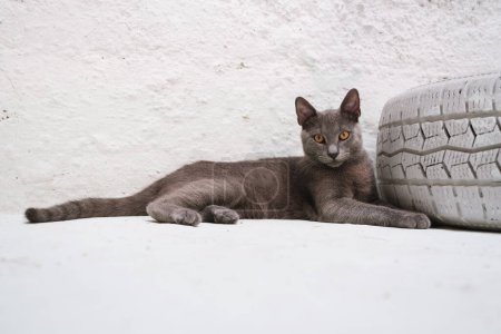 Photo for A mesmerizing Blue Russian cat lies beside a decorative white-painted car tire, gazing directly into the camera against a pristine white backdrop - Royalty Free Image