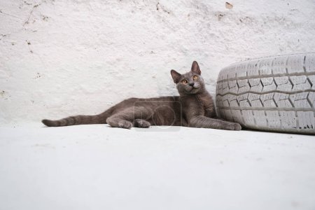 Photo for A captivating Blue Russian cat lies beside a decorative white-painted car tire, looking upwards with curiosity against a pristine white backdrop. - Royalty Free Image
