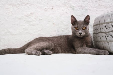 Téléchargez les photos : Un chat russe bleu envoûtant se trouve à côté d'un pneu de voiture décoratif peint en blanc, regardant directement dans la caméra sur un fond blanc immaculé - en image libre de droit