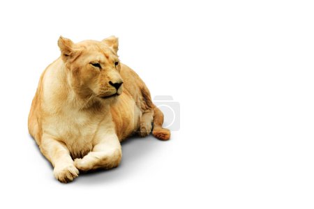 Foto de Una leona hembra adulta yace graciosamente, su mirada tranquila y su postura relajada contra un telón de fondo blanco encarnando la fuerza silenciosa de la naturaleza - Imagen libre de derechos