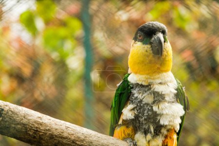 Téléchargez les photos : Un perroquet vibrant perche délicatement sur une branche, ses plumes colorées un contraste saisissant avec le fond sourd - en image libre de droit