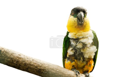 A perceptive parrot perches poignantly against a pure white background, its gaze commanding attention