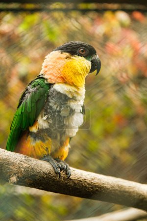 Téléchargez les photos : Un perroquet vibrant perche délicatement sur une branche, ses plumes colorées un contraste saisissant avec le fond sourd - en image libre de droit
