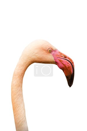 Photo for Elegant flamingo profile in sharp detail, showcasing its distinct pink beak on a stark white backdrop - Royalty Free Image