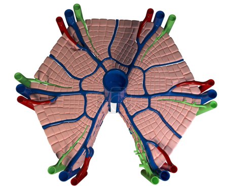 Foto de Esta ilustración 3D muestra la estructura interna del hígado sobre fondo blanco - Imagen libre de derechos
