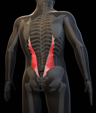 Foto de Esta ilustración en 3D muestra una vista de los músculos iliocostales lumbales humanos - Imagen libre de derechos