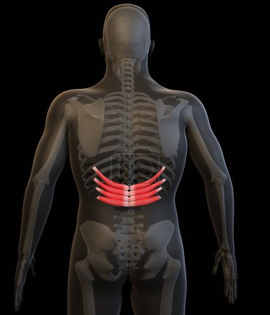 Photo for This 3d illustration shows a view of the human serratus posterior inferior muscles - Royalty Free Image