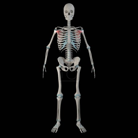 Foto de Esta ilustración en 3D muestra los músculos subescapulares en un boby humano masculino - Imagen libre de derechos
