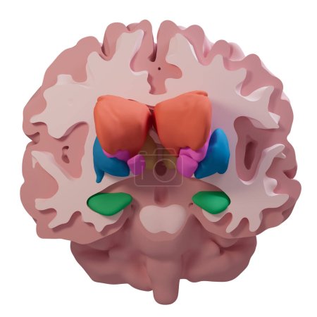 Téléchargez les photos : Cette illustration 3d montre une vue de face de la section colorée du cerveau - en image libre de droit