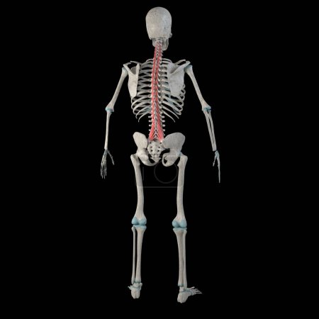 This 3d illustration shows the multifidus muscles on a male human boby