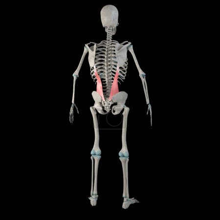 Diese 3D-Abbildung zeigt die iliocostalis lumborum Muskeln an einem männlichen menschlichen Körper