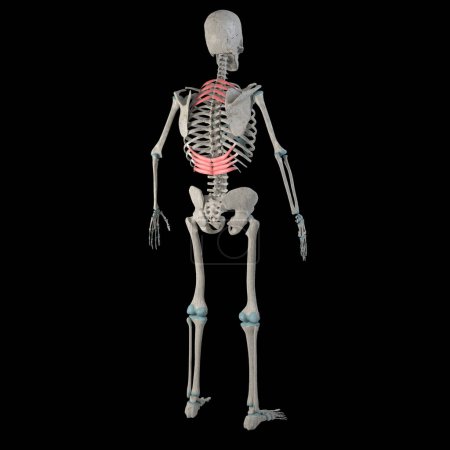 Photo for This 3d illustration shows the serratus posterior superior and inferior muscles on a male human boby - Royalty Free Image