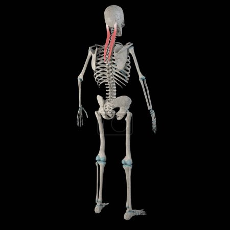 This 3d illustration shows the splenius capitis muscles on a male human boby