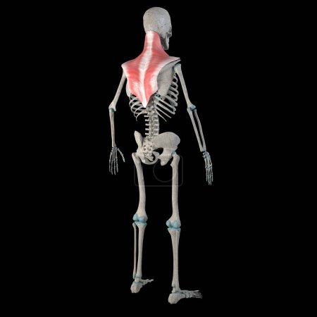 Diese 3D-Abbildung zeigt die Trapezmuskulatur an einem männlichen menschlichen Körper