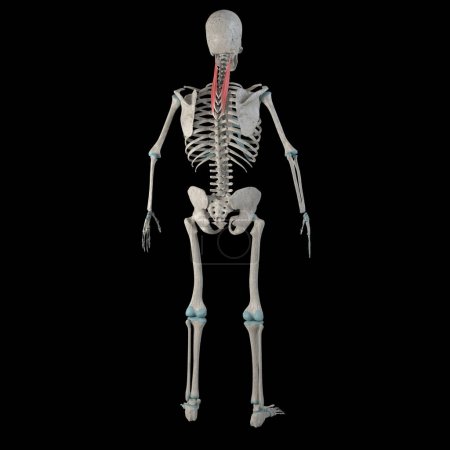 Cette illustration 3d montre les muscles splenius cervicis sur un boby humain masculin