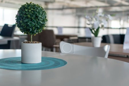 Dekorativer Miniaturbaum im weißen Topf auf weißem Tisch auf verschwommenem Hintergrund des Restaurantinnenraums